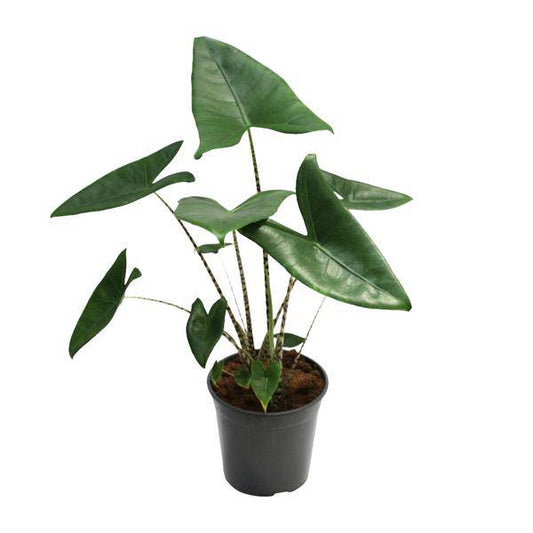 Tiger-Pfeilblatt - Alocasia Zebrina - Zimmerpflanze - Ø21cm - ↕80cm 