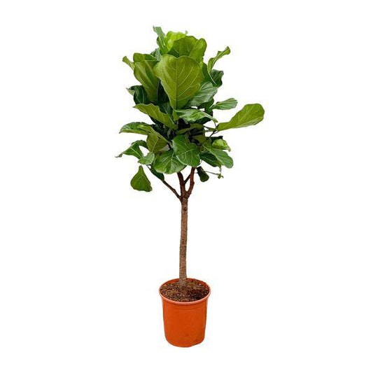 Geigen-Feige – Ficus Lyrata – Zimmerpflanze 180cm – Ø30cm – Trendige Designpflanze mit großen geigenförmigen Blättern – Exklusive Kübelpflanze für Wohnzimmer, Büro & Wintergarten – Pflegeleicht 