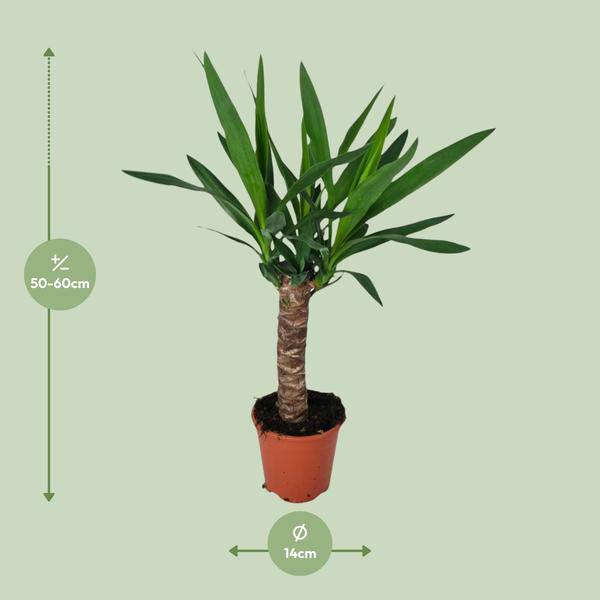 Palmlilie - Yucca - Zimmerpflanze - Ø14cm - ↕60cm 