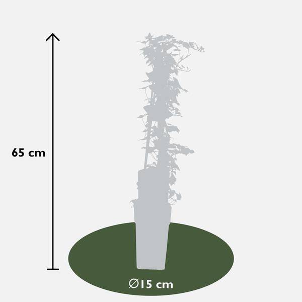 Gemeiner Efeu - Hedera helix - ↨65cm - Ø15cm - 4 Stück 