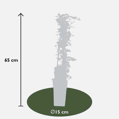 Gemeiner Efeu - Hedera helix - ↨65cm - Ø15cm - 4 Stück 