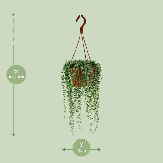Erbsenpflanze – Senecio Herreianus – Zimmerpflanze – Ø12cm – ca. 20cm hoch – pflegeleichte Sukkulente mit hängenden Erbsen-ähnlichen Blättern 