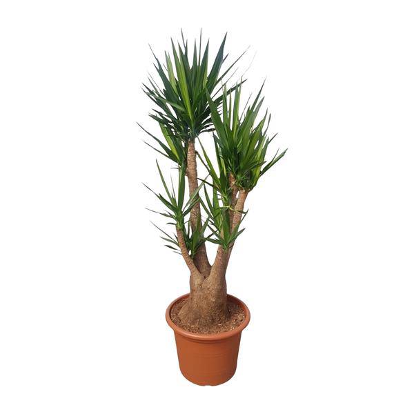Riesen-Palmlilie – Yucca Elephantipes verzweigt – Zimmerpflanze 190cm – Ø55cm – Tropische Grünpflanze für Wohnzimmer, Büro & Wintergarten – Pflegeleicht & robust 