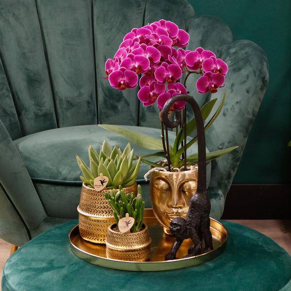 Phalaenopsis Orchideen Morelia Lila – 4 Orchideen – Zimmerpflanze Ø9cm – Orchideen mit 2-3 Blütenstielen – exotische Blütenpracht für Zuhause & Büro 