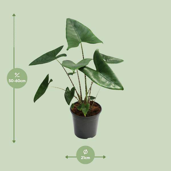 Tiger-Pfeilblatt - Alocasia Zebrina - Zimmerpflanze - Ø21cm - ↕80cm 