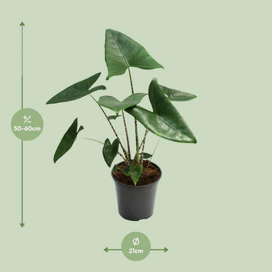 Tiger-Pfeilblatt - Alocasia Zebrina - Zimmerpflanze - Ø21cm - ↕80cm 