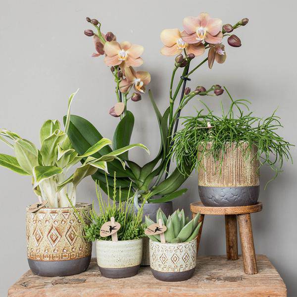 Sukkulente Echeveria Miranda – Grüne Zimmerpflanze – Rosettenform – Ø9cm – Pflegeleicht & Dekorativ 