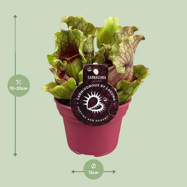 Schlauchpflanze Sarracenia – Fleischtfressende Zimmerpflanze Ø12 cm – ca. 20 cm hoch – Exotisches Design – Luftreinigend & pflegeleicht 