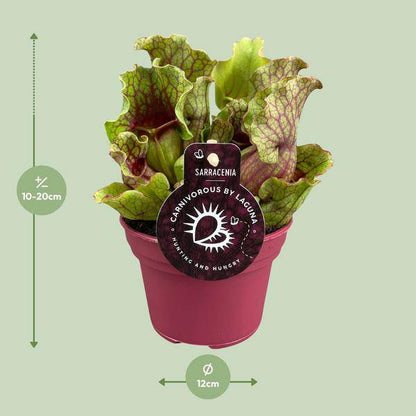 Schlauchpflanze Sarracenia – Fleischtfressende Zimmerpflanze Ø12 cm – ca. 20 cm hoch – Exotisches Design – Luftreinigend & pflegeleicht 