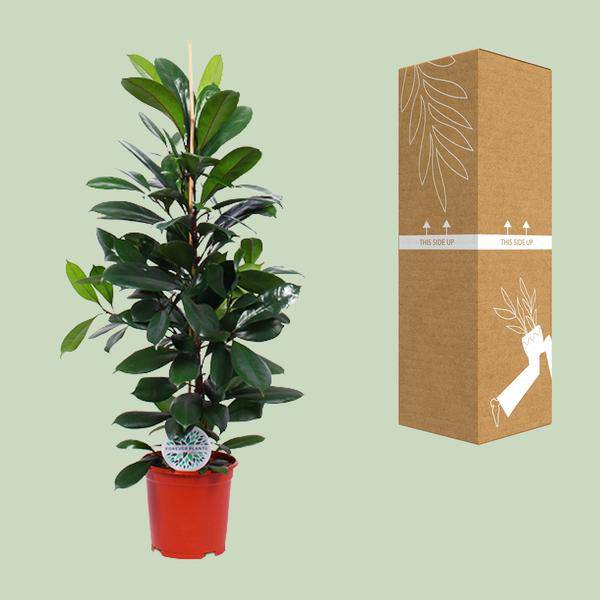 Gummibaum - Ficus Cyathistipula - Zimmerpflanze - Ø21cm - ↕105cm 