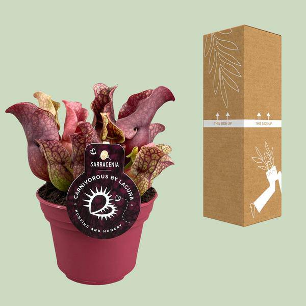Schlauchpflanze - Sarracenia - Zimmerpflanze - Ø12cm - ↕20cm 