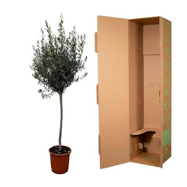 Olivenbaum – Olea Europaea 160cm – Ø24cm – Mediterrane Kübelpflanze mit silbergrünen Blättern – Edler Olivenbaum für Garten, Terrasse, Balkon & Wintergarten – Pflegeleicht 