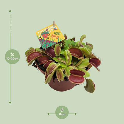 Venusfliegenfalle - Dionaea Muscipula - Zimmerpflanze - Ø12cm - ↕12cm 