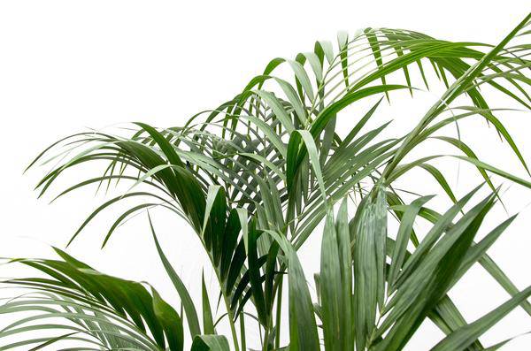 Kentia-Palme – Howea forsteriana – 180 cm hoch – Ø24 cm-Topf – Elegante Zimmerpalme – Luftreinigend & pflegeleicht – Für Wohnzimmer, Büro & Wintergarten 