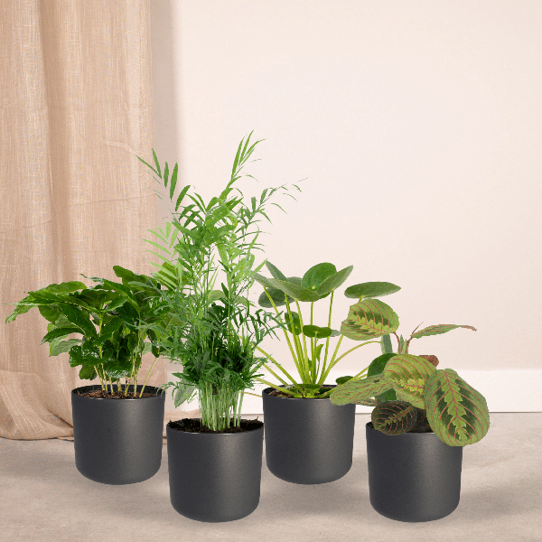 Tierfreundliche Pflanzenset - Ø12cm - ↕20-40cm - 4 Pflanzen 