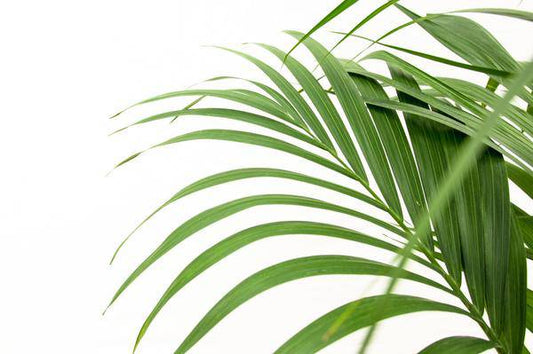 Kentia-Palme – Howea forsteriana – Zimmerpflanze – 160cm – Ø24cm – elegante Grünpflanze für Wohnzimmer, Büro & Wintergarten – pflegeleichte Palme 