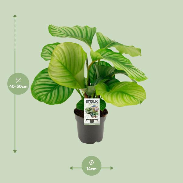 Korbmarante Calathea Orbifolia – Zimmerpflanze – Ø14cm – 45cm Höhe – tropisches Blattwunder – pflegeleicht & luftreinigend 