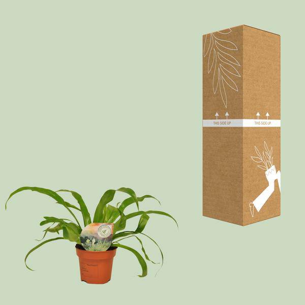 Nestfarn - Asplenium Antiquum - Zimmerpflanze - Ø12cm - ↕30cm 