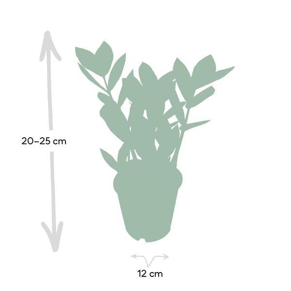 Glücksfeder - Zamioculcas - Zimmerpflanze - Ø12cm - ↕35cm 