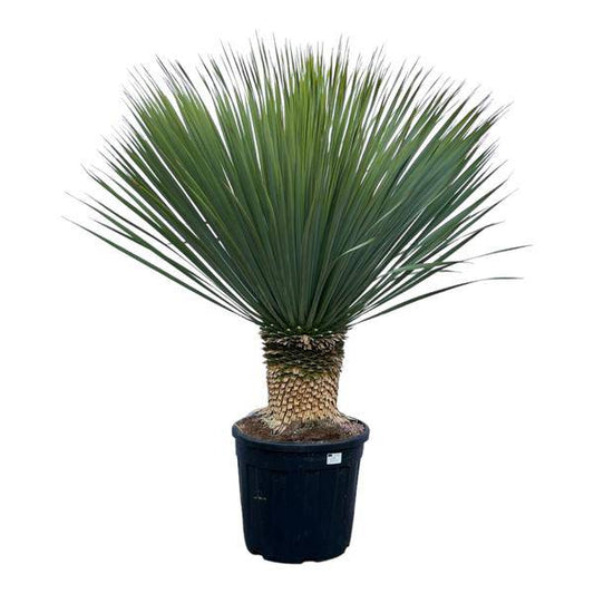 Yucca Rostrata – Palmlilie – Zimmerpflanze – ↕140cm – Ø45cm – Exotische Wüstenpflanze – Pflegeleicht & trockenheitsresistent – Für Innen- & Außenbereiche 