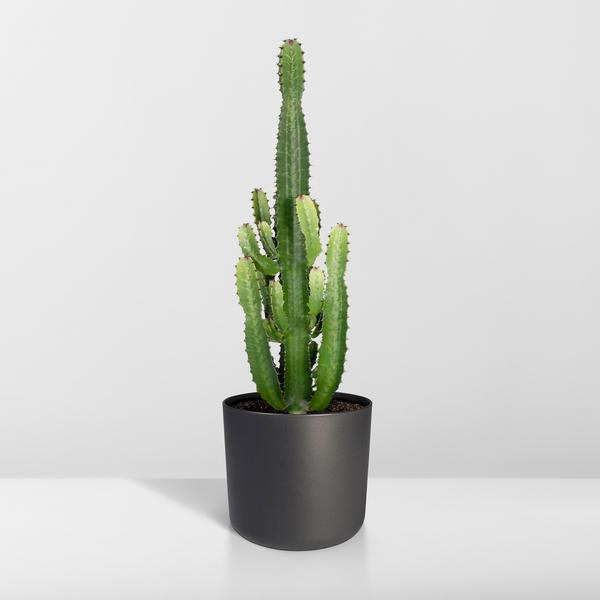 Kaktus-Wolfsmilch – Euphorbia Acrurensis (Cowboy-Kaktus) – Zimmerpflanze – Ø24cm ↕60–80cm – Sukkulente – Pflegeleicht – Exotisches Wüstendesign 