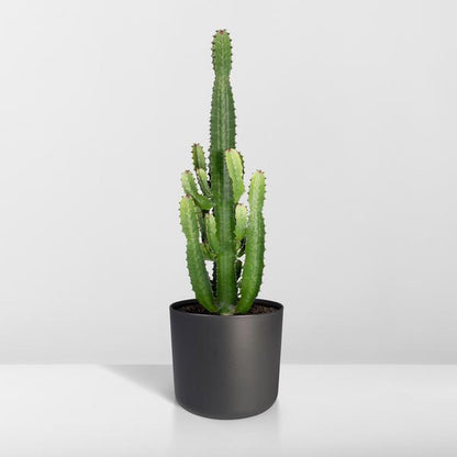 Kaktus-Wolfsmilch – Euphorbia Acrurensis (Cowboy-Kaktus) – Zimmerpflanze – Ø24cm ↕60–80cm – Sukkulente – Pflegeleicht – Exotisches Wüstendesign 