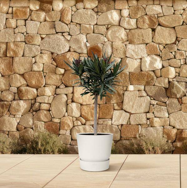 Rosenlorbeer – Nerium Oleander auf Stiel 90cm – Ø22cm – Immergrüne Kübelpflanze mit roten Blüten – Mediterrane Zierpflanze für Garten, Terrasse & Balkon – Duftend & pflegeleicht 