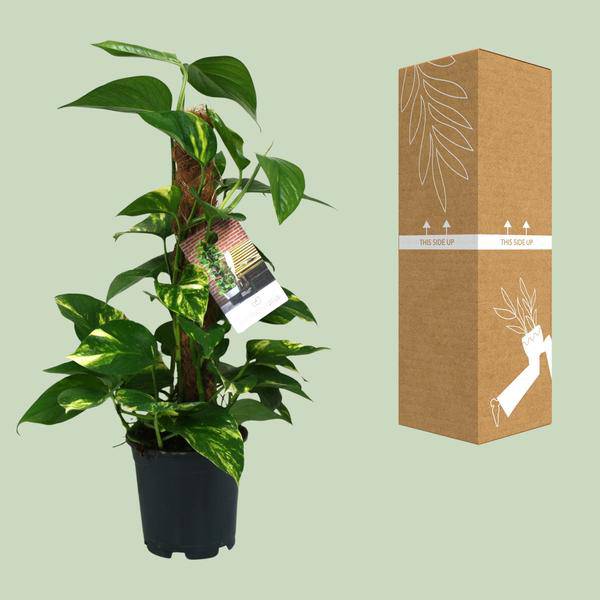 Efeutute - Scindapsus Epipremnum - Zimmerpflanze - Ø15cm - ↕50cm 