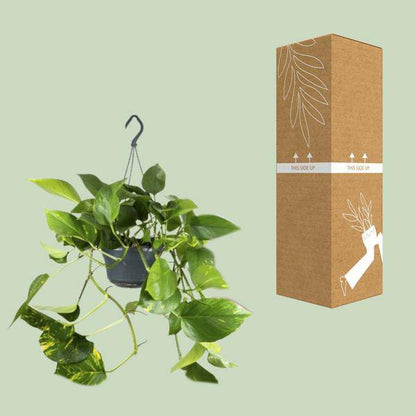 Efeutute – Epipremnum Aureum – Ø15cm x H25cm – Schneller Wuchs – Pflegeleichte Zimmerpflanze – Luftreinigend – Kletter- & Hängepflanze 
