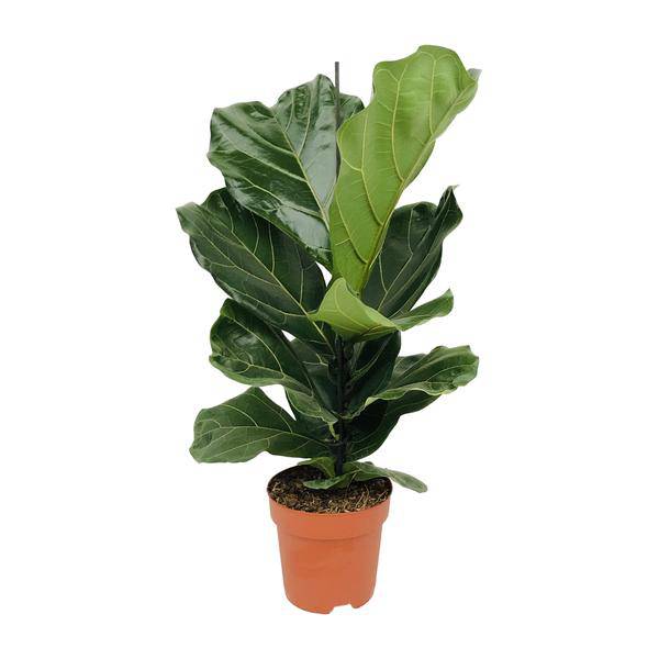 Geigen-Feige (Ficus lyrata) – Zimmerpflanze – Ø17cm ↕75cm – Trendige luftreinigende Pflanze mit großen geigenförmigen Blättern – Halbschatten – Elegante Deko 