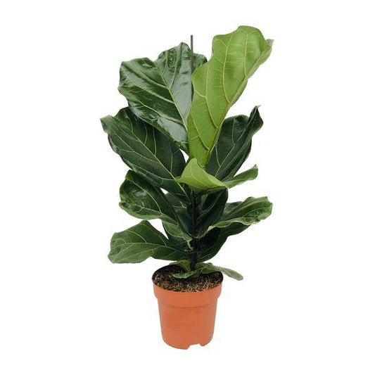 Geigen-Feige (Ficus lyrata) – Zimmerpflanze – Ø17cm ↕75cm – Trendige luftreinigende Pflanze mit großen geigenförmigen Blättern – Halbschatten – Elegante Deko 