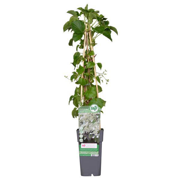 Kletter-Hortensie - Hydrangea petiolaris - Ø15cm - ↕65cm 