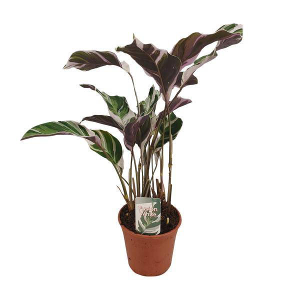Korbmarante - Calathea Fusion Weiß Basic - Zimmerpflanze - Ø14cm - ↕40cm 