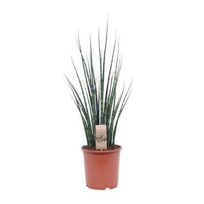 Bogenhanf - Sansevieria Fernholz Mikado - Zimmerpflanze - Ø19cm - ↕80cm 