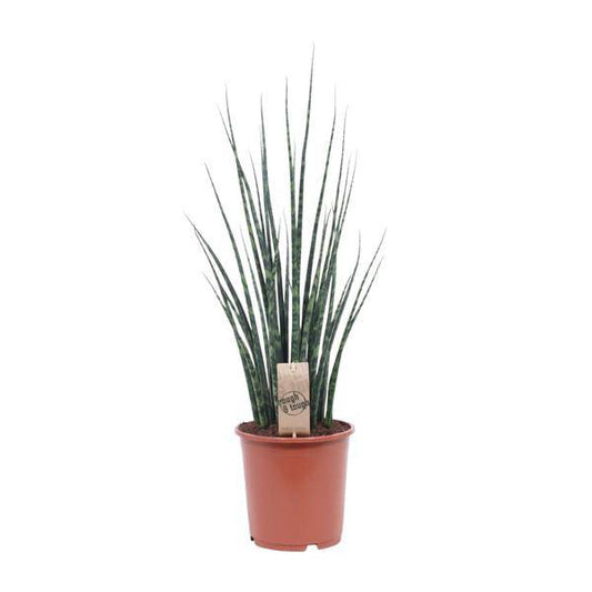 Bogenhanf - Sansevieria Fernholz Mikado - Zimmerpflanze - Ø19cm - ↕80cm 