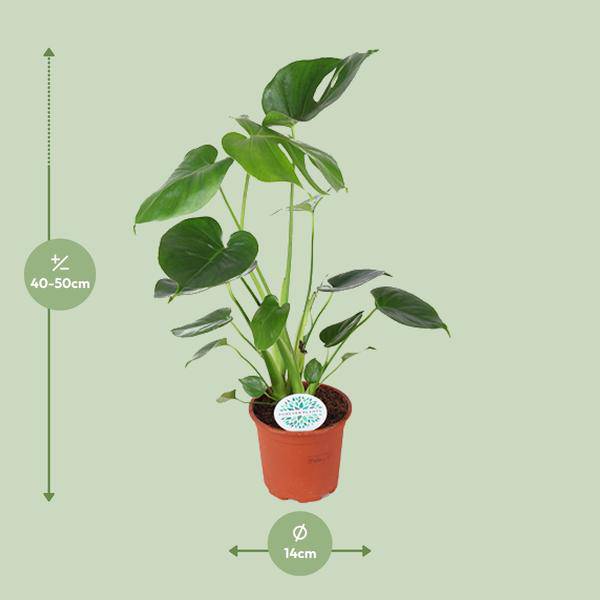 Köstliches Fensterblatt - Monstera Deliciosa - Zimmerpflanze - Ø14cm - ↕45cm 