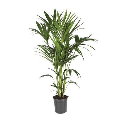 Kentiapalme - Howea Forsteriana - Zimmerpflanze - Ø21cm - ↕120cm 