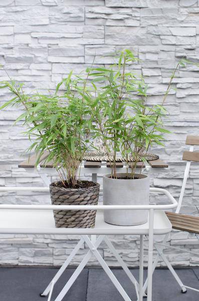 Schirmbambus Fargesia rufa – 4er-Set – ca. 40cm hoch Ø14cm – Kompakter, horstbildender Bambus – Winterhart & pflegeleicht – Für Garten, Balkon & Teichrand 