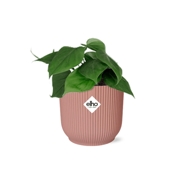 Philodendron Scandens – Baumfreund – Zimmerpflanze inkl. Ziertopf Vibes Fold Rosa Ø14cm – Herzförmige Blätter – Pflegeleicht & luftreinigend – Für Wohnzimmer & Büro 