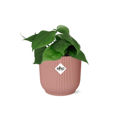 Philodendron Scandens – Baumfreund – Zimmerpflanze inkl. Ziertopf Vibes Fold Rosa Ø14cm – Herzförmige Blätter – Pflegeleicht & luftreinigend – Für Wohnzimmer & Büro 
