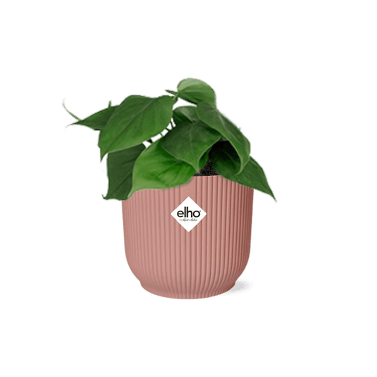Philodendron Scandens – Baumfreund – Zimmerpflanze inkl. Ziertopf Vibes Fold Rosa Ø14cm – Herzförmige Blätter – Pflegeleicht & luftreinigend – Für Wohnzimmer & Büro 