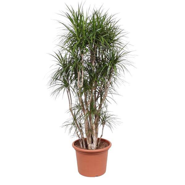Drachenbaum - Dracaena Marginata - 220cm - ø40cm 