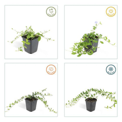 Kleines Immergrün – Vinca minor – ↕10-25cm – Ø9cm – 6 Pflanzen – Blauer Bodendecker – Sonne & Schatten – Pflegeleicht 