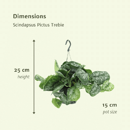 Efeutute - Scindapsus Pictus Trebie Epipremnum - Ø15cm - ↕25cm - 2 Stück 