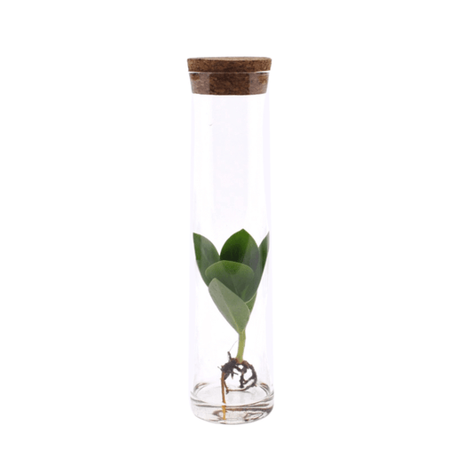 Clusia im Röhrenglas - Ø5cm - ↕15cm 