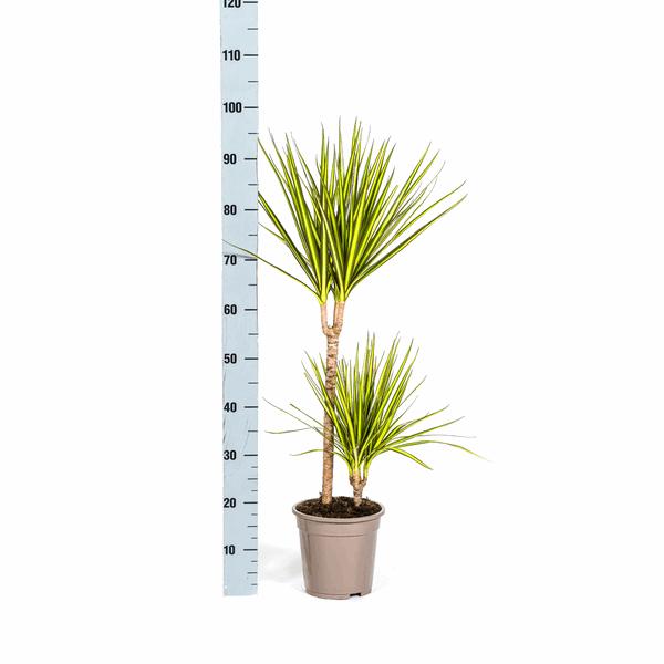 Dracaena Marginata Sunray Drachenbaum – Zimmerpflanze Ø19cm – ca. 80-100cm hoch – Tropischer Akzent mit grünen und gelben Blättern 