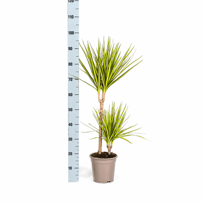 Dracaena Marginata Sunray Drachenbaum – Zimmerpflanze Ø19cm – ca. 80-100cm hoch – Tropischer Akzent mit grünen und gelben Blättern 