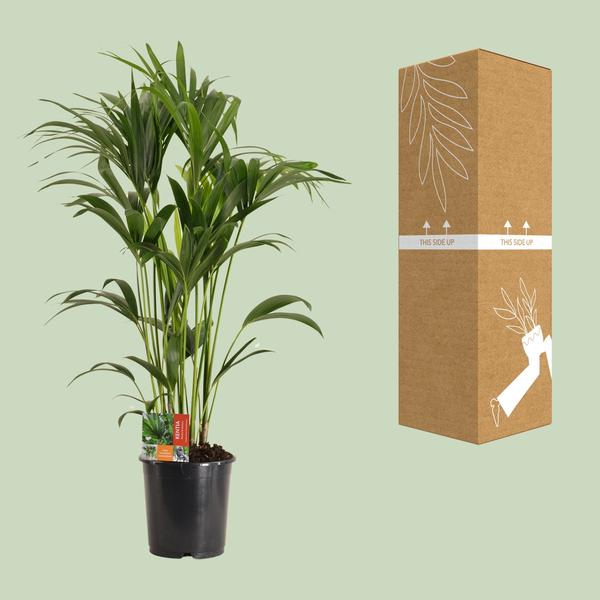 Kentiapalme - Howea Forsteriana - Zimmerpflanze - Ø24cm - ↕120cm 
