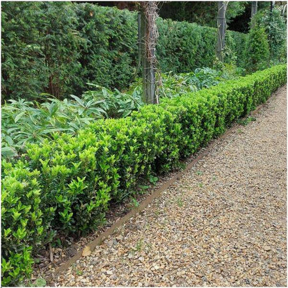 Grüne Spindelstrauchhecke - Euonymus japonicus 'Green Spire' - 6 winterharte Heckenpflanzen - Immergrüne Hecke - 1 Meter 