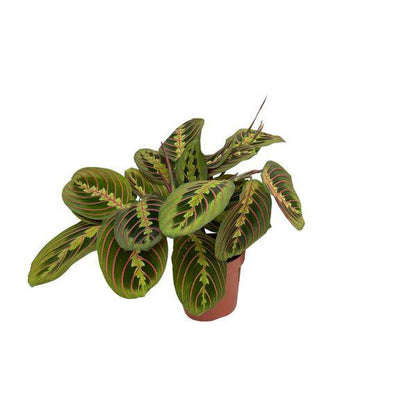 Maranta Fascinator – Pfeilwurz – Zimmerpflanze – Ø12cm Topf – ↕30cm Höhe – Pflegeleicht – Bewegliche Blätter – Halbschatten – Tropische Grünpflanze 